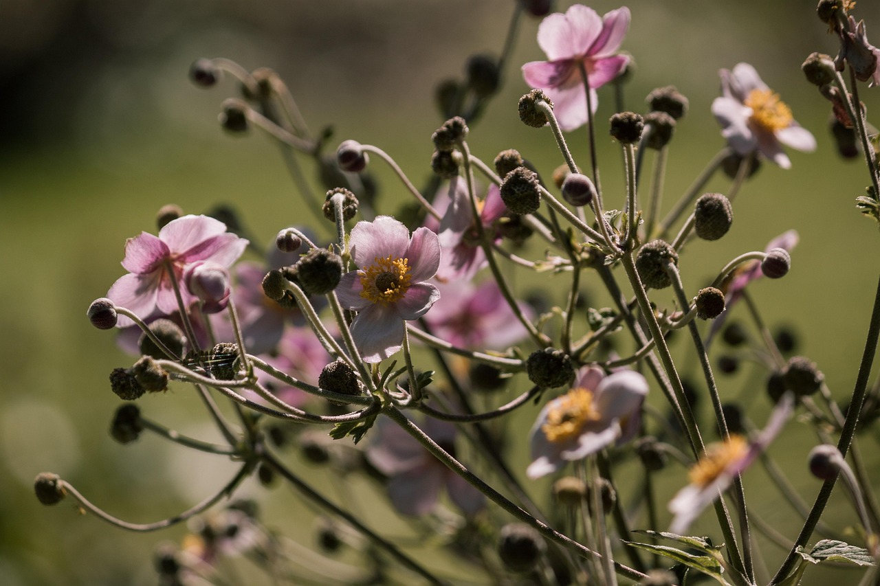 疫情最新动态与企业应对策略之道