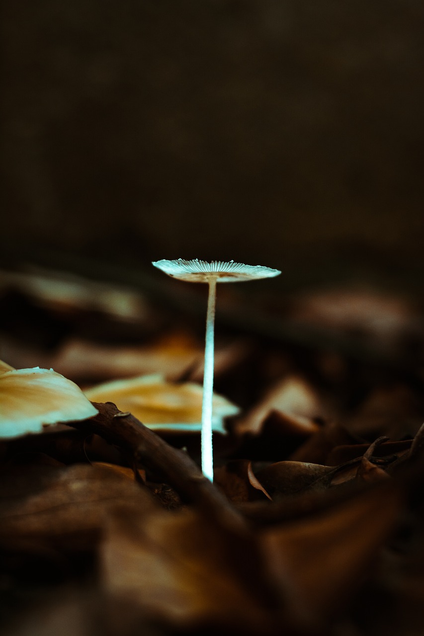 祁梦 第7页